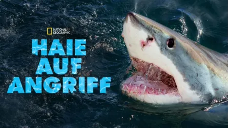 thumbnail - Haie auf Angriff