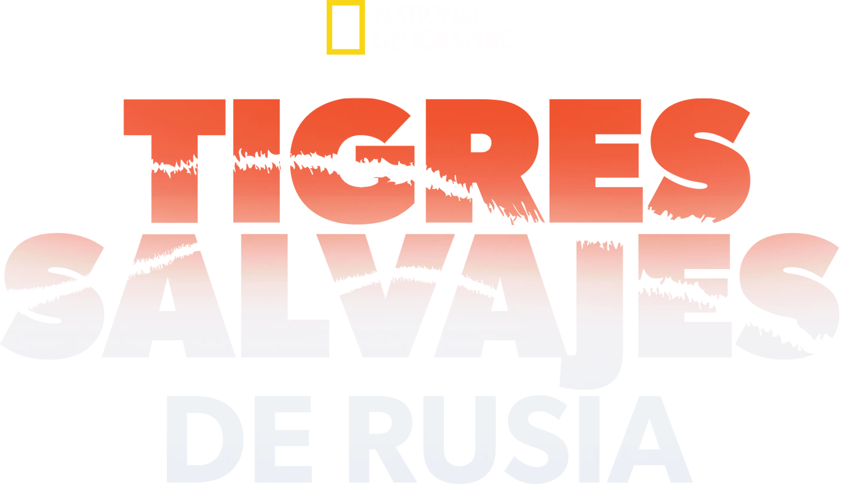 Tigres salvajes de Rusia