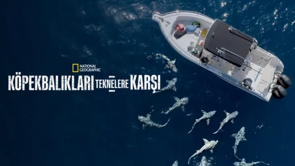 thumbnail - Köpekbalıkları Teknelere Karşı