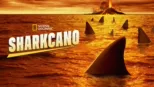 thumbnail - Sharkcano
