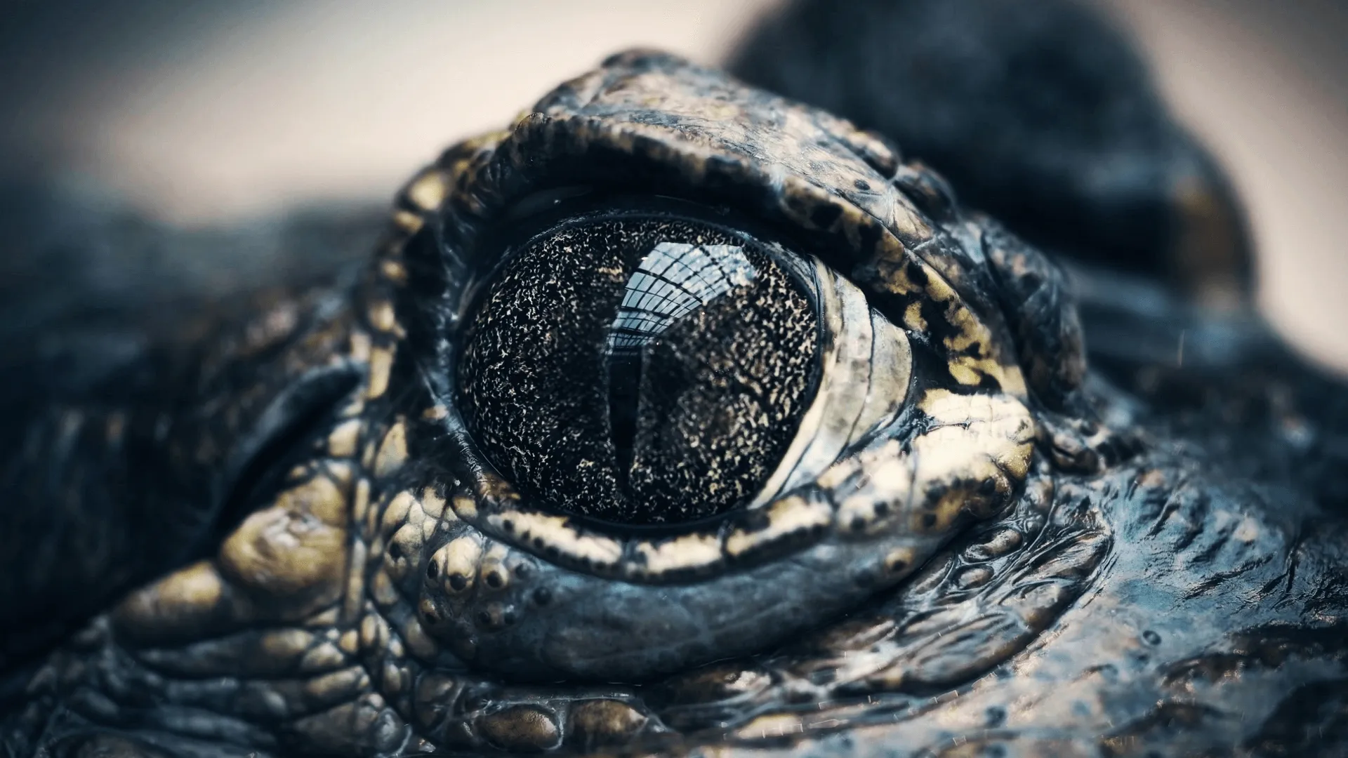 thumbnail - S1:E3 Flying Reptile vs. Colossal Croc: Battle for the Baddest
