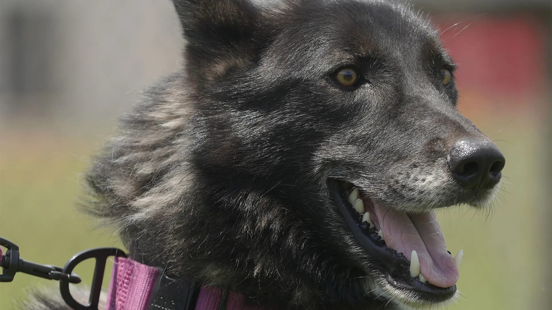 thumbnail - S6:E10 A Wolf and the Bear