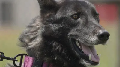 thumbnail - S6:E10 A Wolf and the Bear