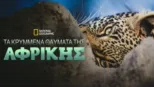thumbnail - Τα Κρυμμένα Θαύματα της Αφρικής