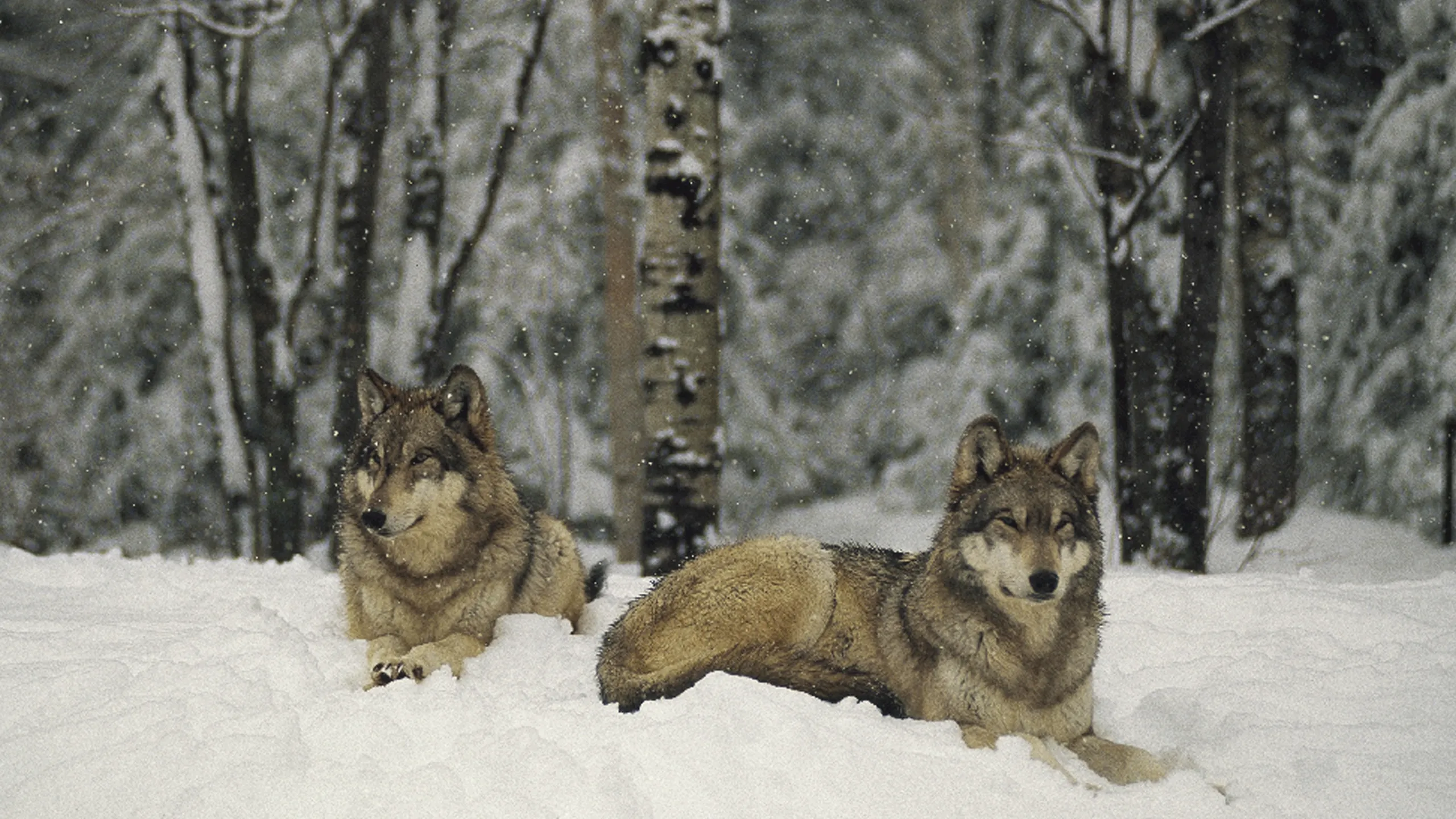 thumbnail - S1:E9 Valley Of The Wolves