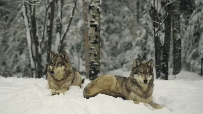 thumbnail - S1:E9 Valley Of The Wolves