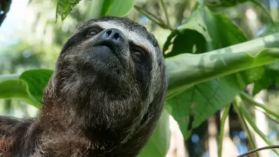 thumbnail - S1:E1 Tropical