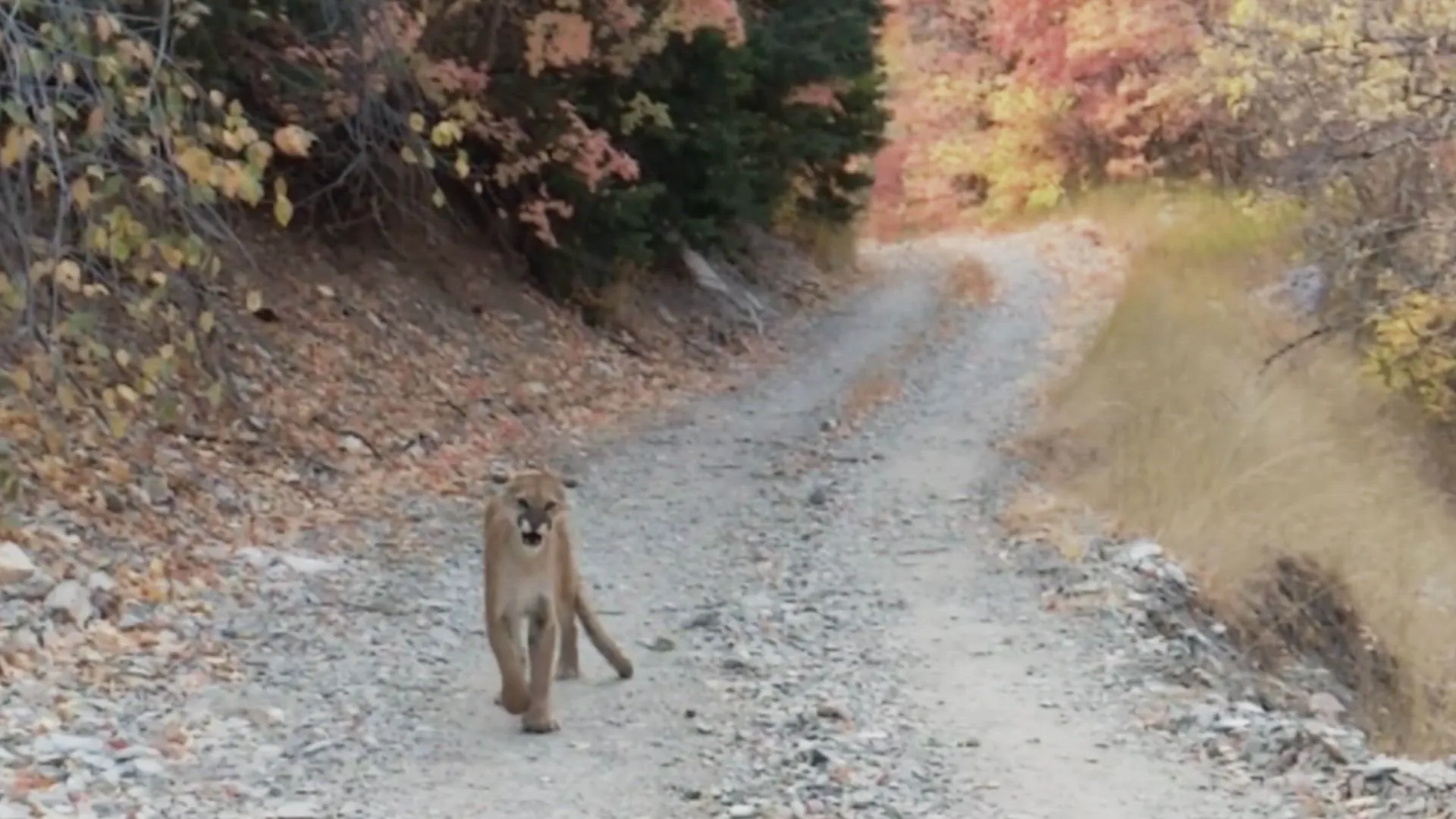 thumbnail - S1:E5 Man Stalked By Cougars, Skydiver Miracle, Buried Alive and Terrifying Drive