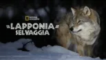 thumbnail - Lapponia selvaggia