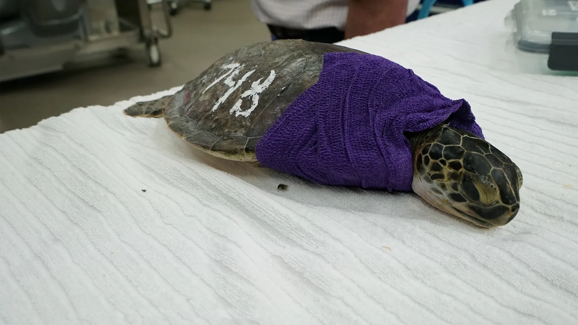 thumbnail - S2:E3 Sea Turtle SOS