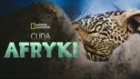 thumbnail - Cuda Afryki