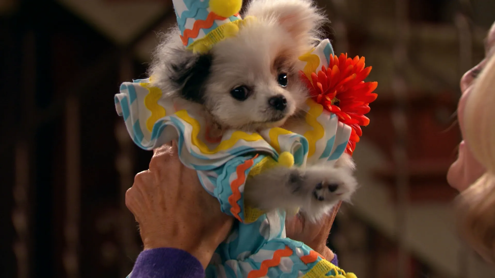 thumbnail - S3:E16 Stan Has Puppies - Part 2