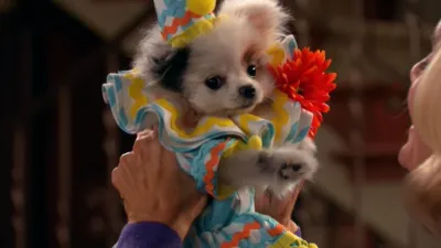 thumbnail - S3:E16 Stan Has Puppies - Part 2