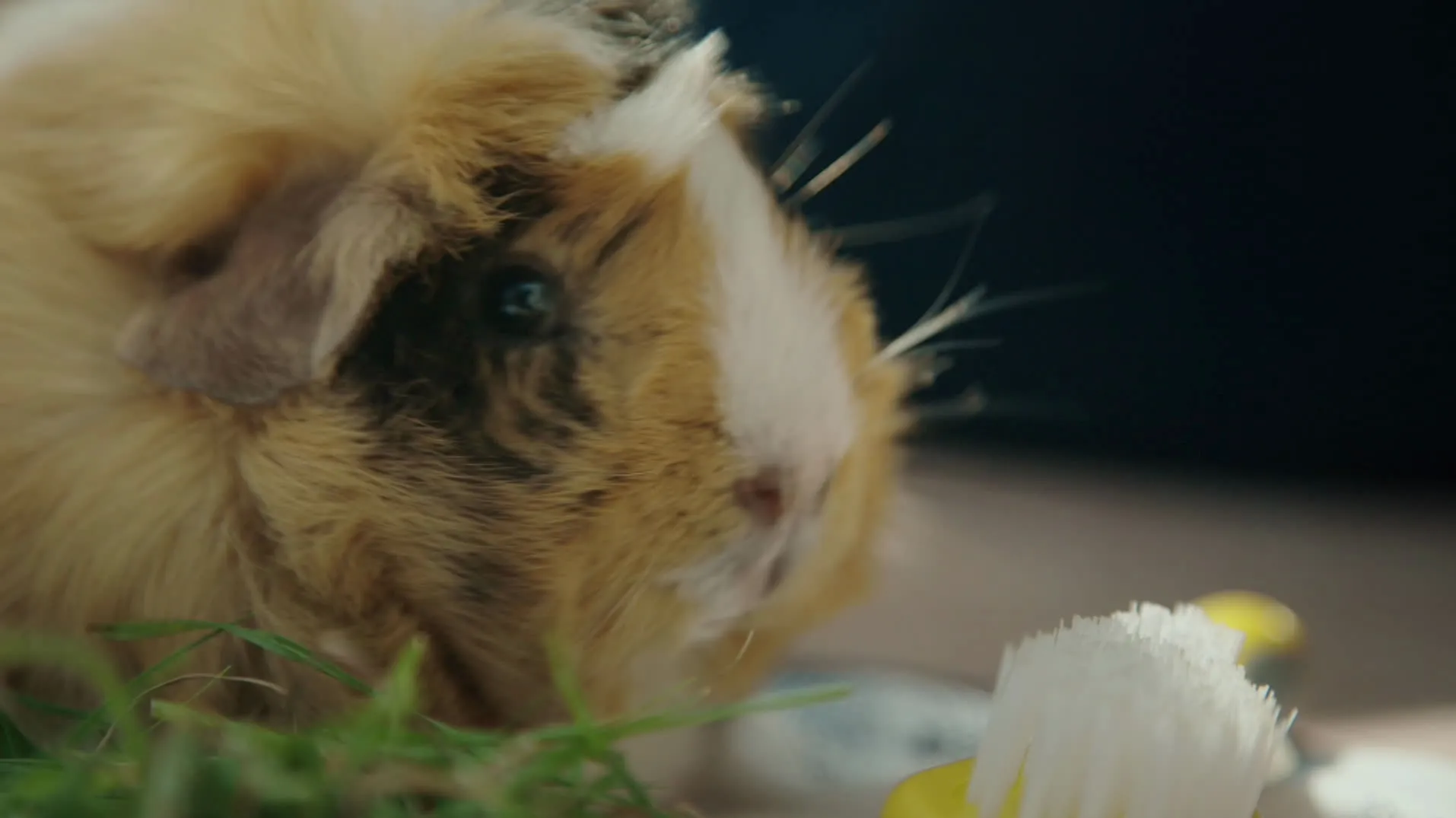 thumbnail - S1:E1 Pups, Kitties, and Three Little Piggies