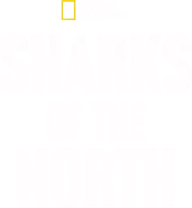 Sharks of the North