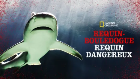 thumbnail - Raging Bull Shark