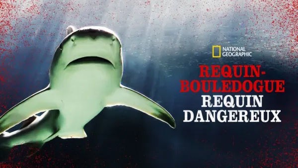 thumbnail - Raging Bull Shark