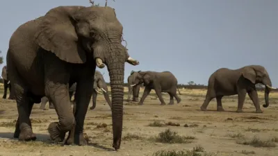 thumbnail - S1:E3 Elephant: King of the Kalahari