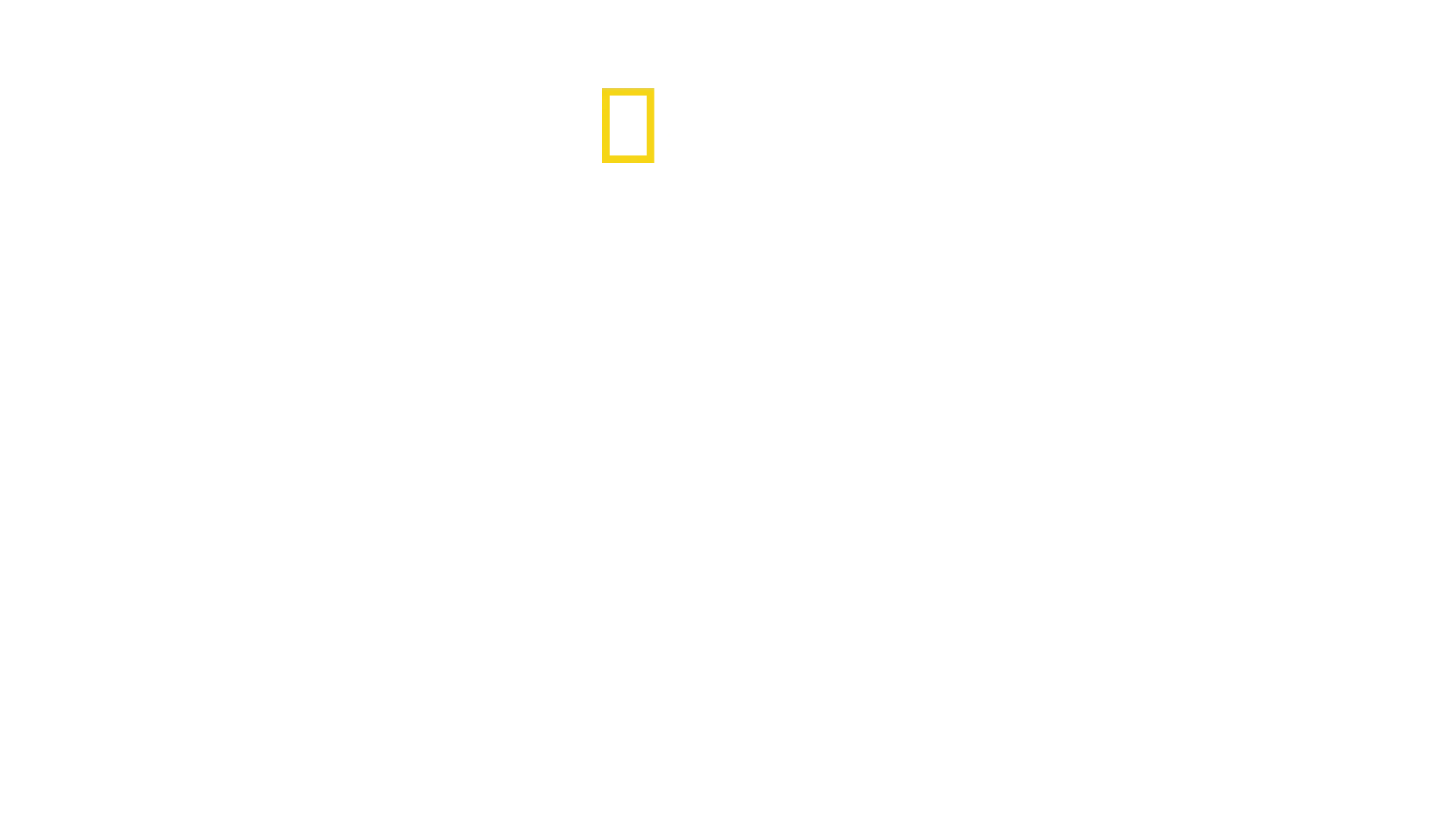 Requins vs Dauphins
