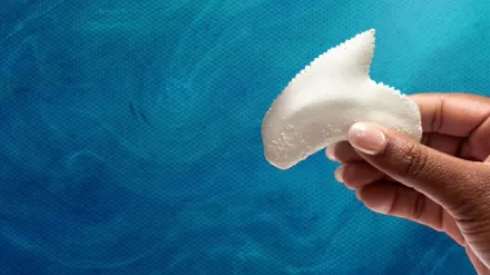 Investigation Shark Attack