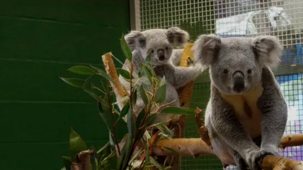 動物園祕辛：坦帕