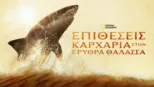 thumbnail - Επιθέσεις Καρχαρία στην Ερυθρά Θαλασσα