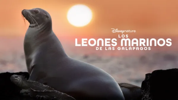 thumbnail - Los leones marinos de las Galápagos