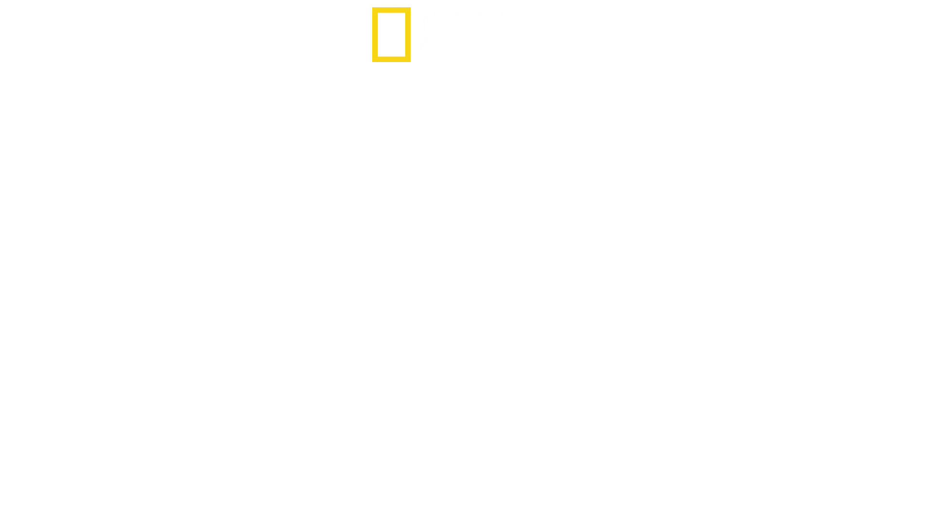 Ataques de Tubarão: Mistérios Revelados