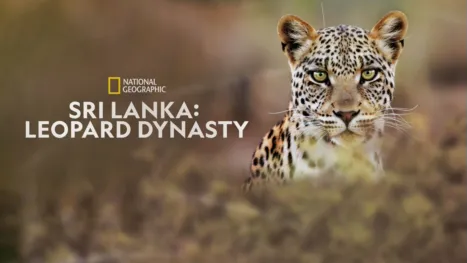 thumbnail - Sri Lanka: Leopard Dynasty