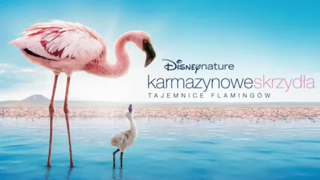 thumbnail - Karmazynowe skrzydła: Tajemnice flamingów