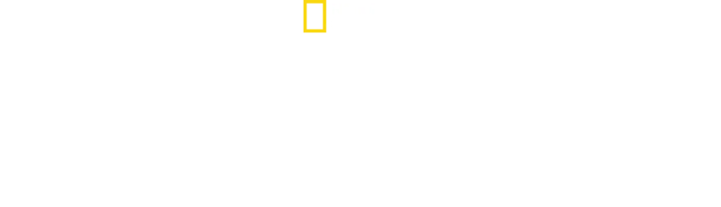 Étranges requins