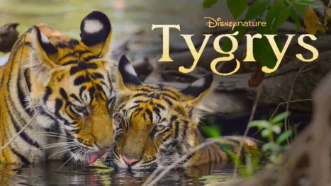 thumbnail - Tygrys