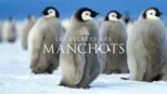 thumbnail - Les secrets des manchots