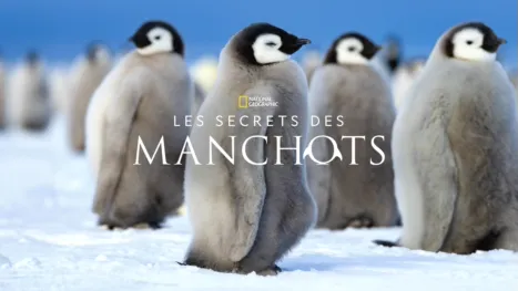 thumbnail - Les secrets des manchots