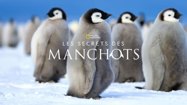 thumbnail - Les secrets des manchots