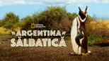 thumbnail - Argentina sălbatică