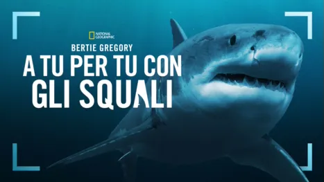 thumbnail - Bertie Gregory: A tu per tu con gli squali