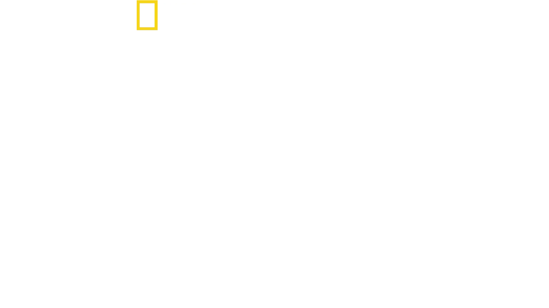 ¿El tiburón blanco más grande del mundo?