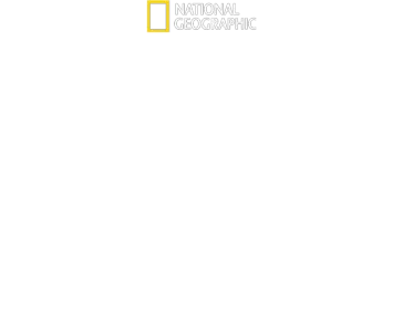 ¿El tiburón blanco más grande del mundo?