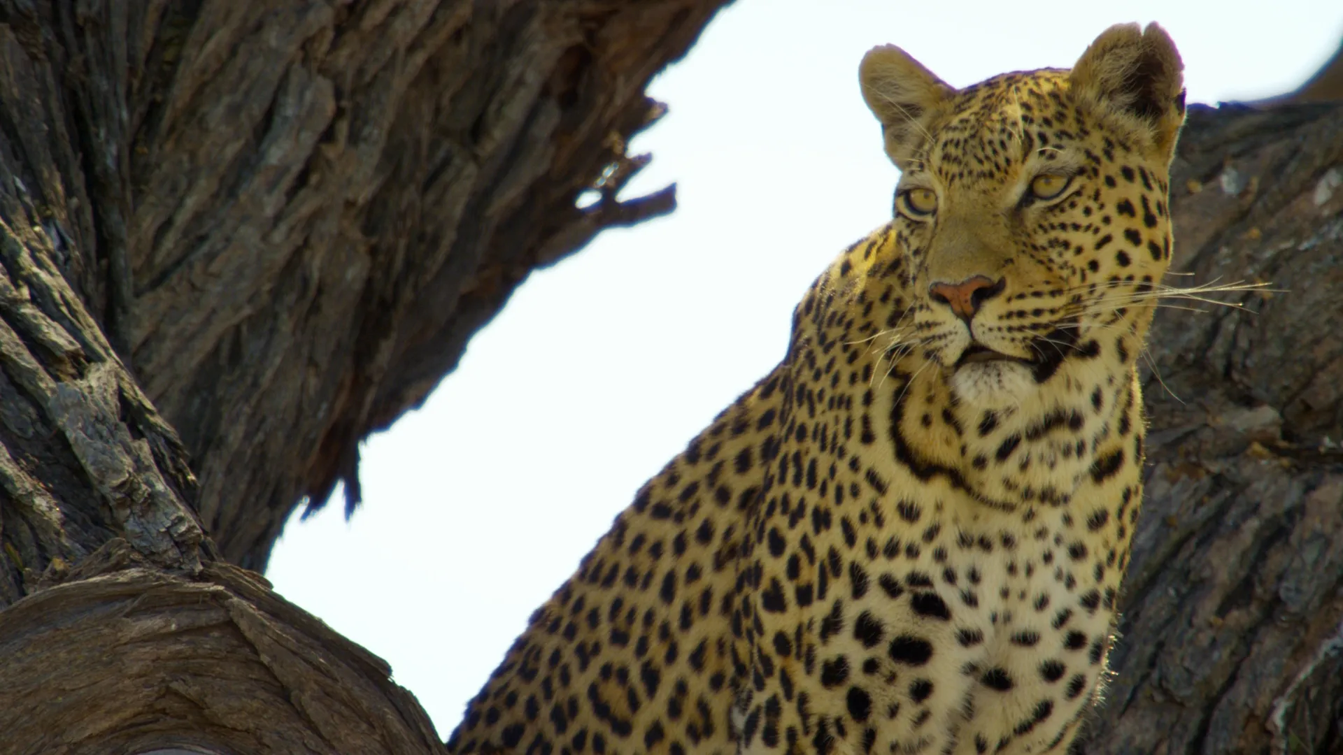 thumbnail - S1:B2 Leopar Kayası