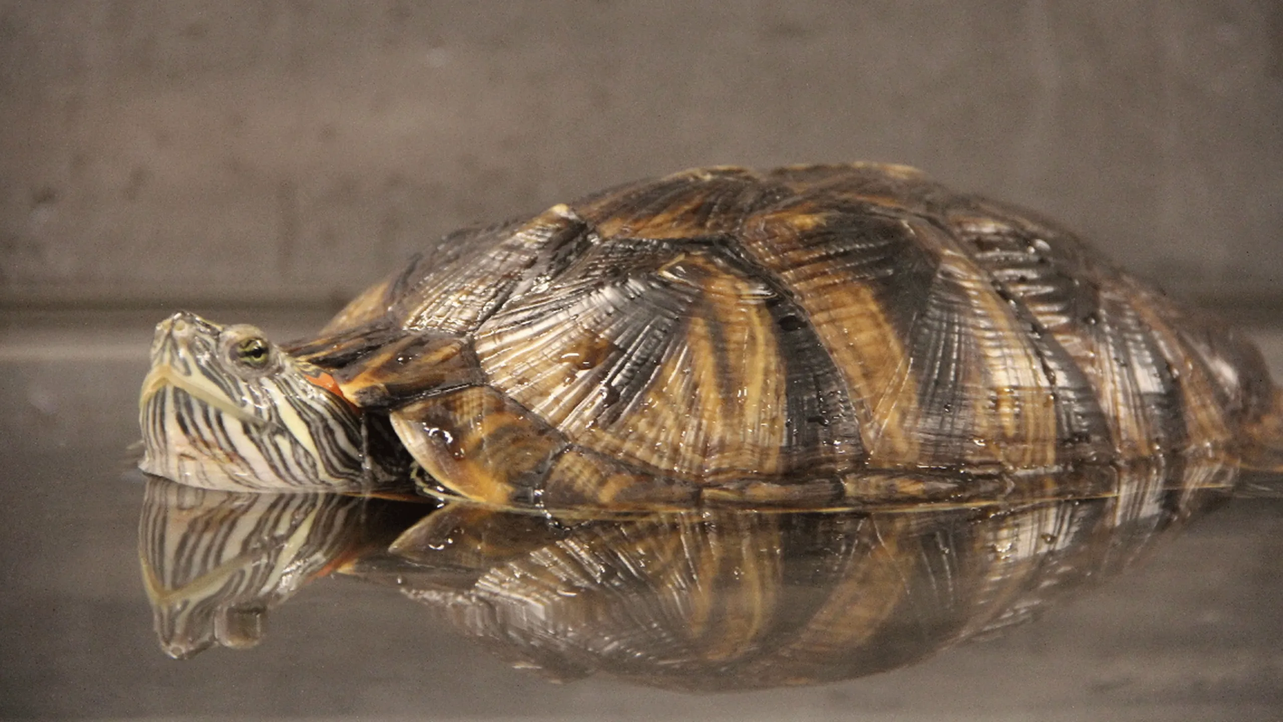 thumbnail - S1:E4 T And The Family Turtle