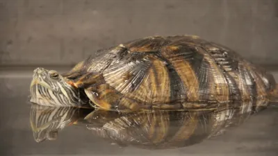 thumbnail - S1:E4 T And The Family Turtle