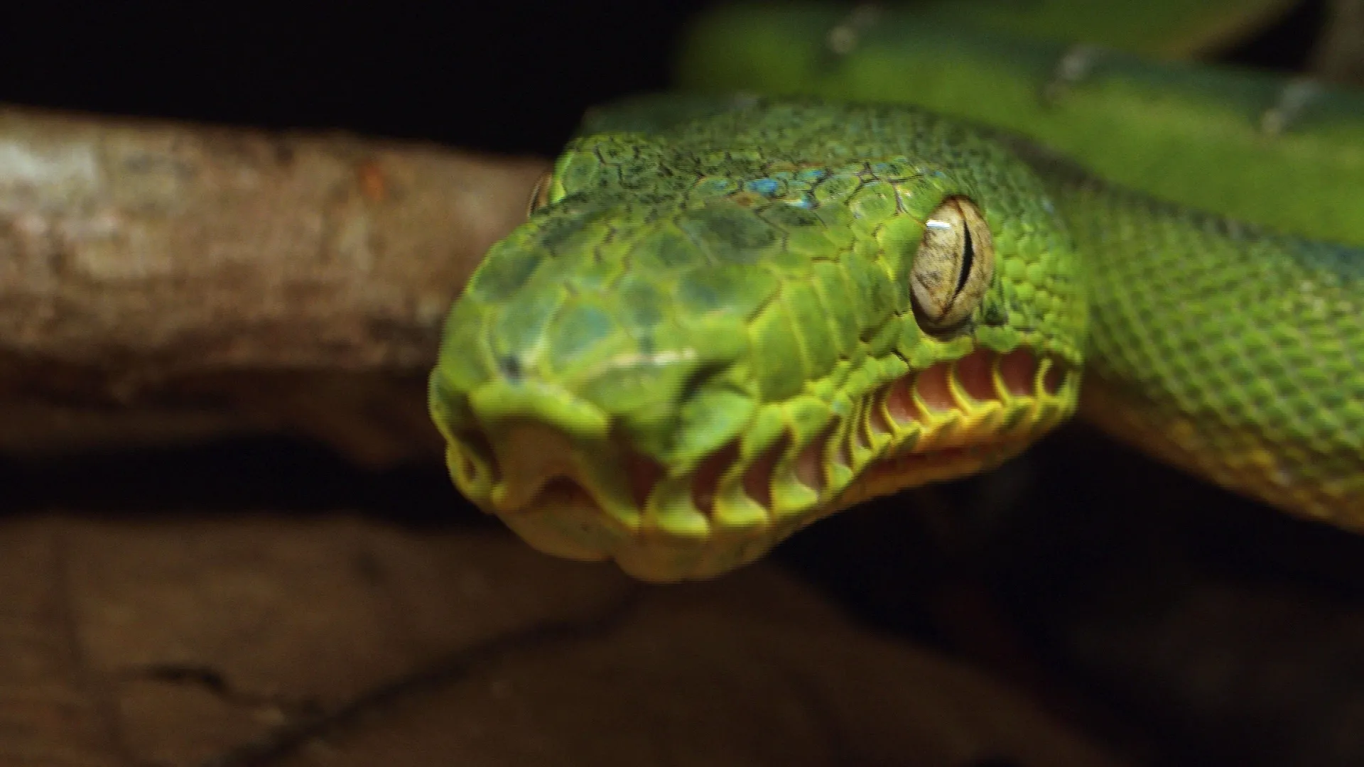 thumbnail - S1:E4 The Emerald of the Amazon