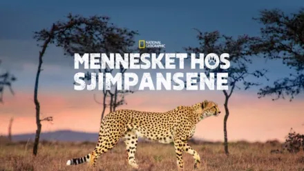 thumbnail - Mennesket og geparden