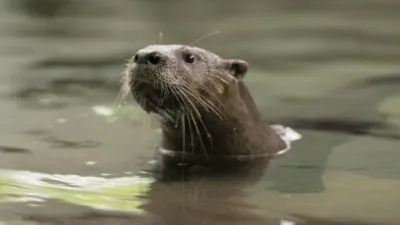thumbnail - S1:E8 Running Otter Time