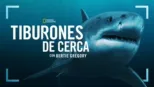 thumbnail - Tiburones de cerca con Bertie Gregory
