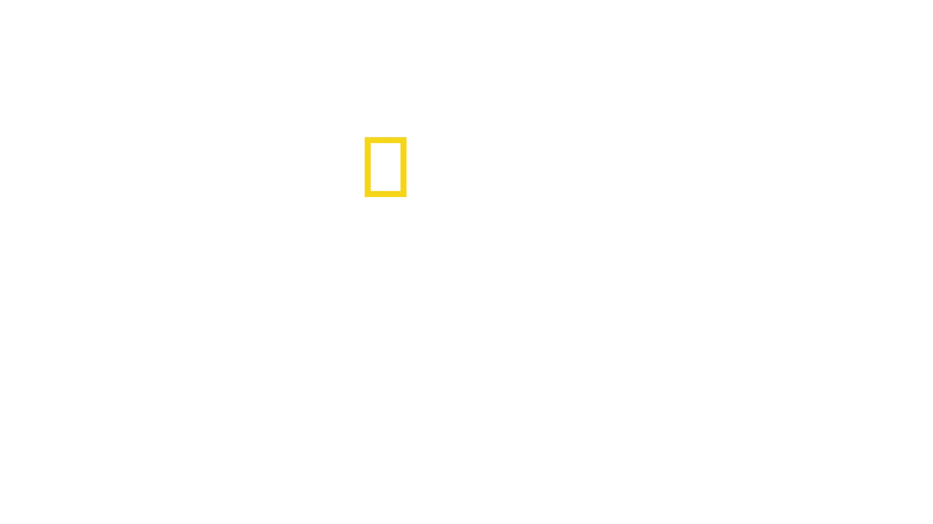 Squali: scontro tra titani