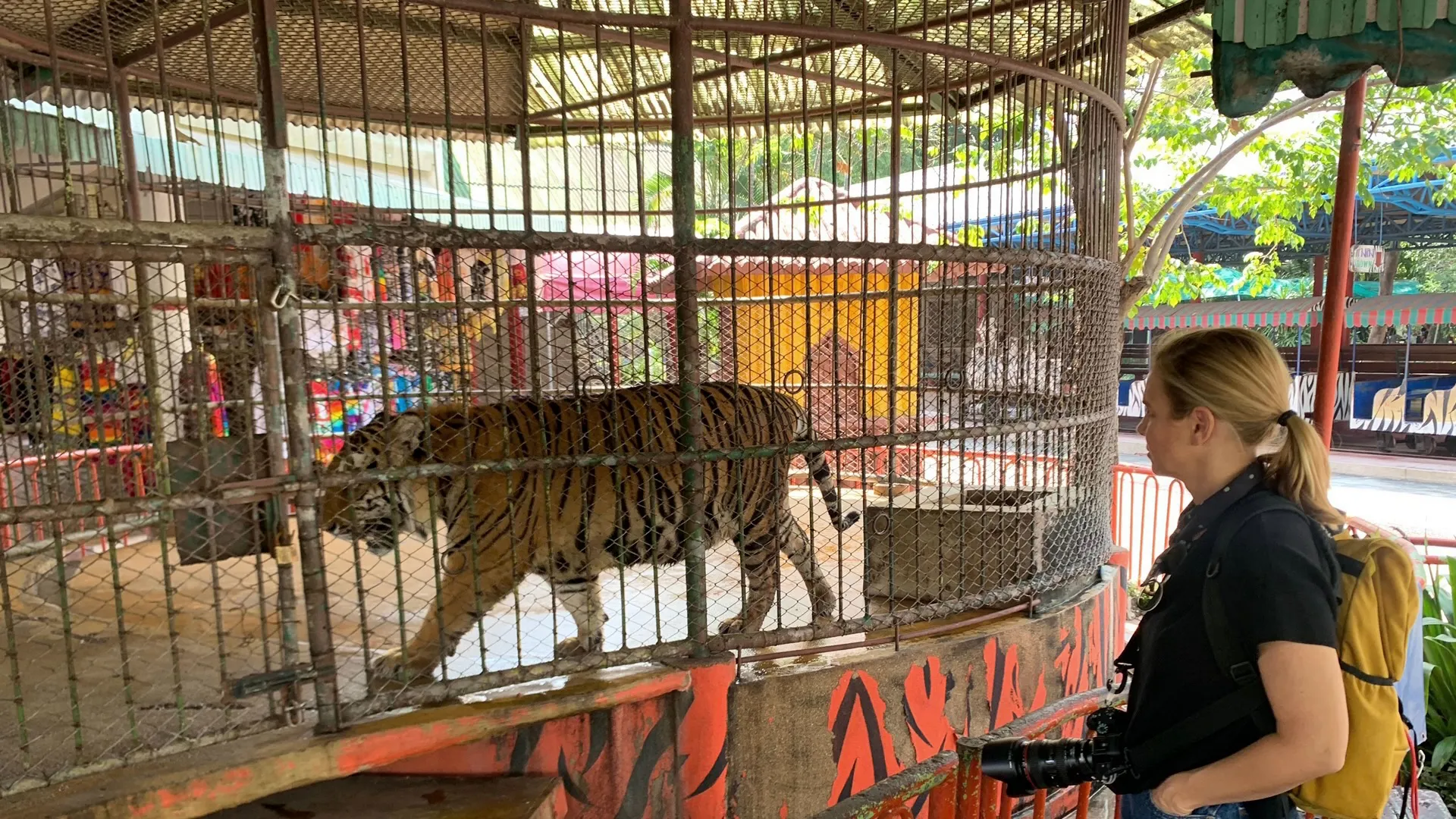 thumbnail - S1:E7 Tigers