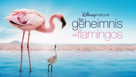 thumbnail - Das Geheimnis der Flamingos