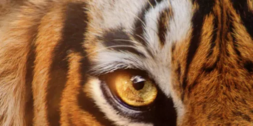 Guarda episodi completi di Tiger – Behind the scenes | Disney+